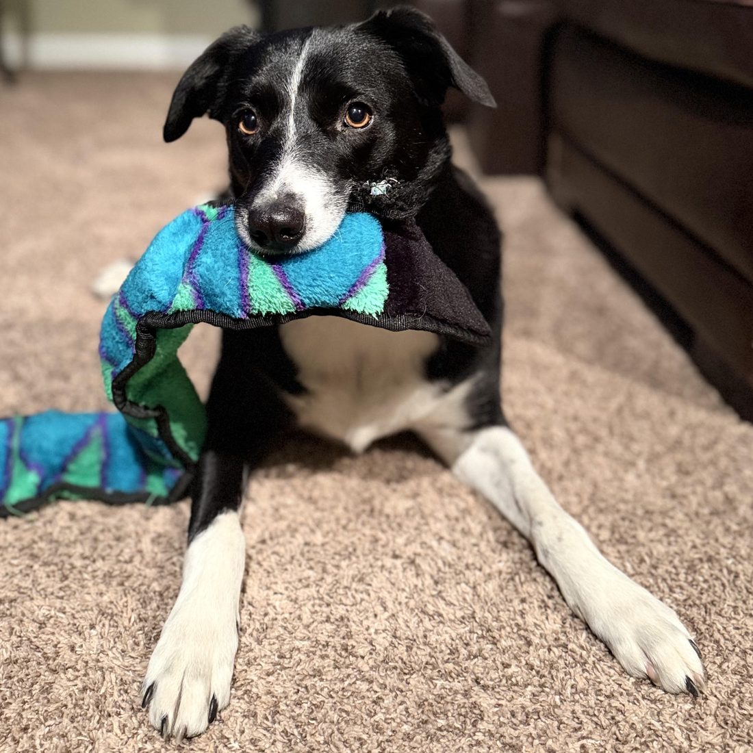 Mouse, the unofficial Leadflow office dog